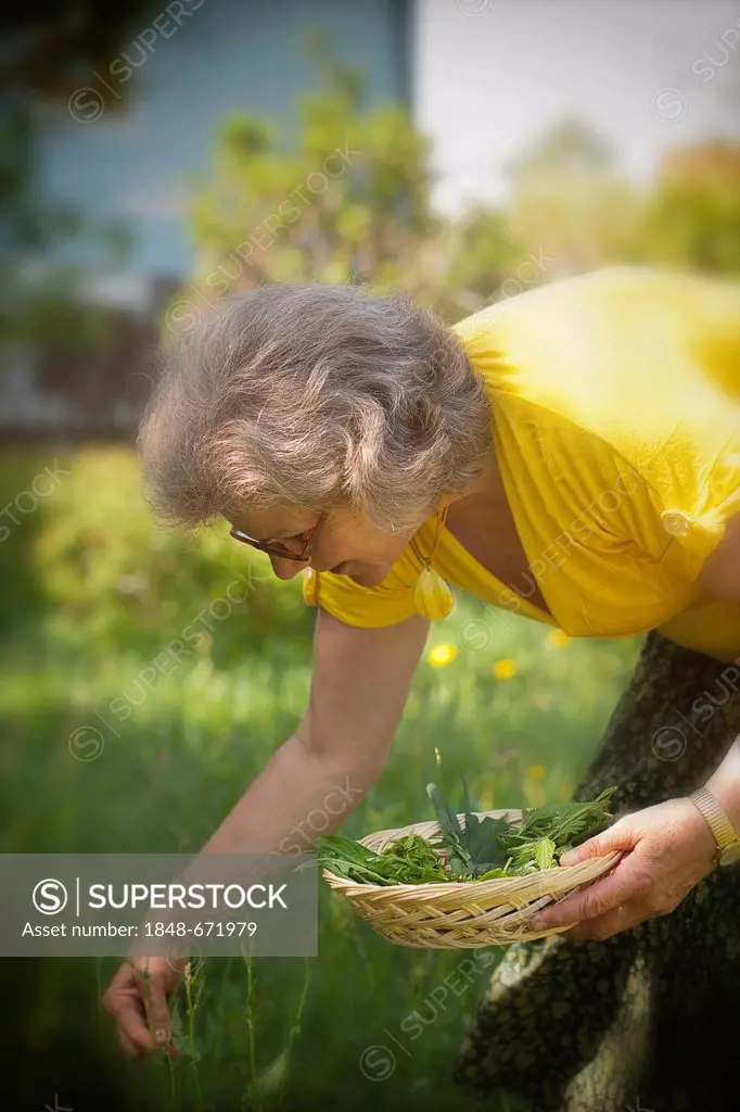 Woman collecting herbs