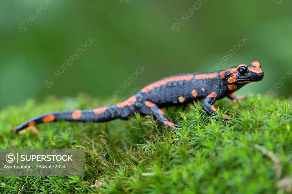Fire salamander (Salamandra salamandra), red variant, Harz mountains, Saxony-Anhalt, Germany, Europe