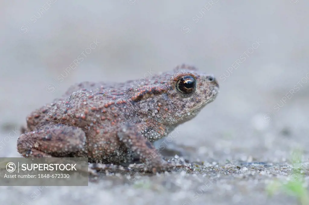 Young Common Toad (Bufo bufo), Bargerveen, Holland, The Netherlands, Europe