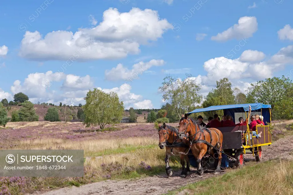 Ride in a horse-drawn carriage to the Hill Wilseder Berg, Lueneburg Heath, Lower Saxony, Germany, Europe