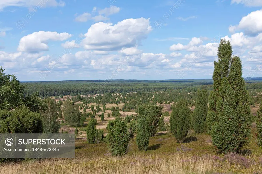 View from the hill Wilseder Berg, Lueneburg Heath, Lower Saxony, Germany, Europe