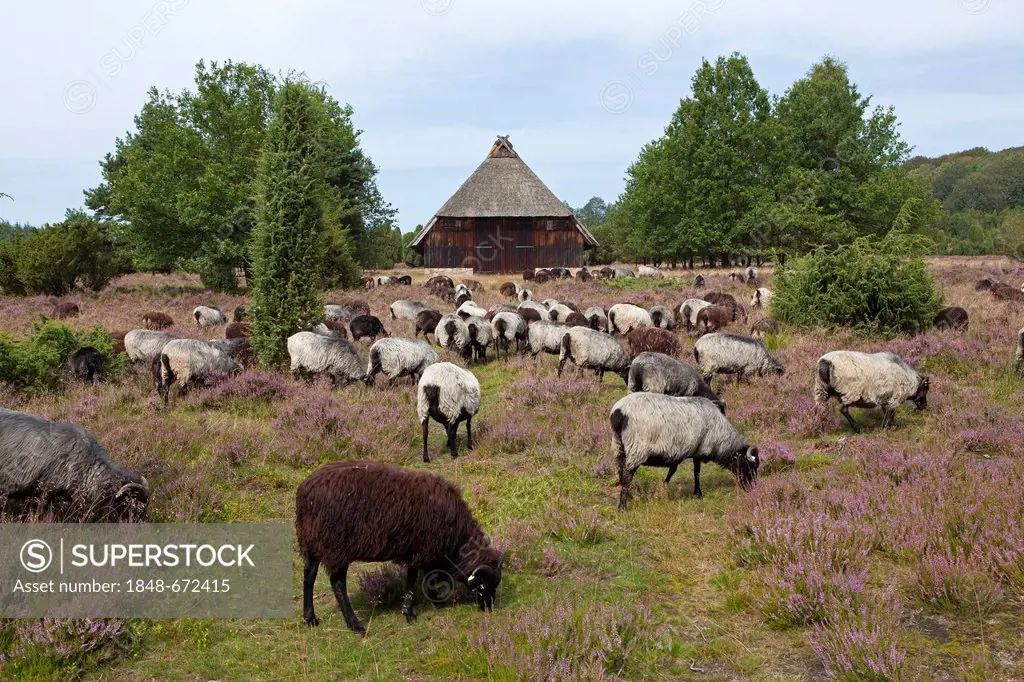 Sheep barn and a flock of Heidschnucke moorland sheep in Steingrund near Wilsede, Lueneburg Heath, Lower Saxony, Germany, Europe