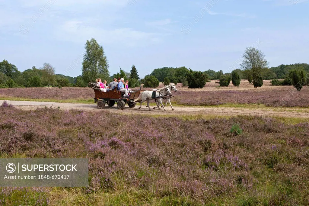 Tourists in a horse-drawn carriage in the Lueneburg Heath near Wilsede, Lower Saxony, Germany, Europe