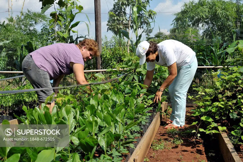 Farmwomen cultivating seedlings for the reforestation of cleared land in the Amazon rainforest, tree nursery of a cooperative of peasants who were res...