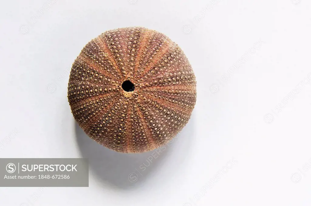 Sea urchin skeleton from the Mediterranean