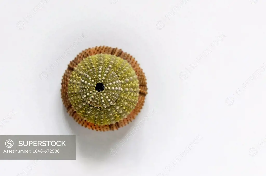 Sea urchin skeletons from the Mediterranean