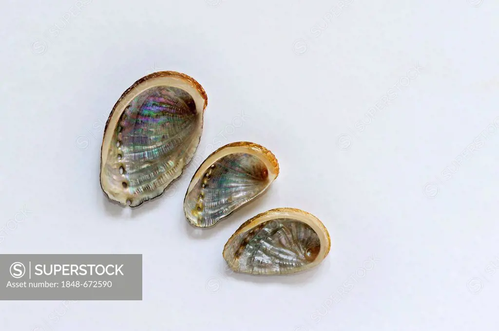 Abalone or Ear-shells (Haliotis)