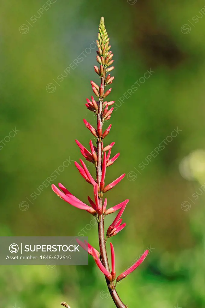 Coral Bean, Cherokee Bean, Red Cardinal or Cardinal Spear (Erythrina herbacea), Sanibel Island, Florida, USA