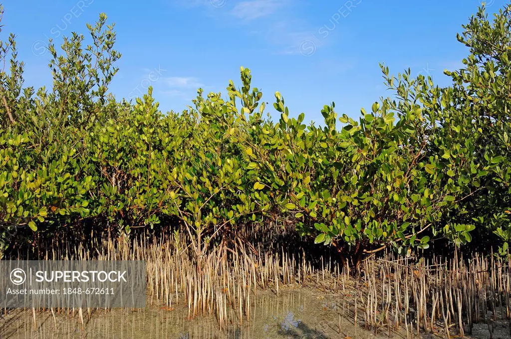 Black Mangroves (Avicennia germinans), Sanibel Island, Florida, USA
