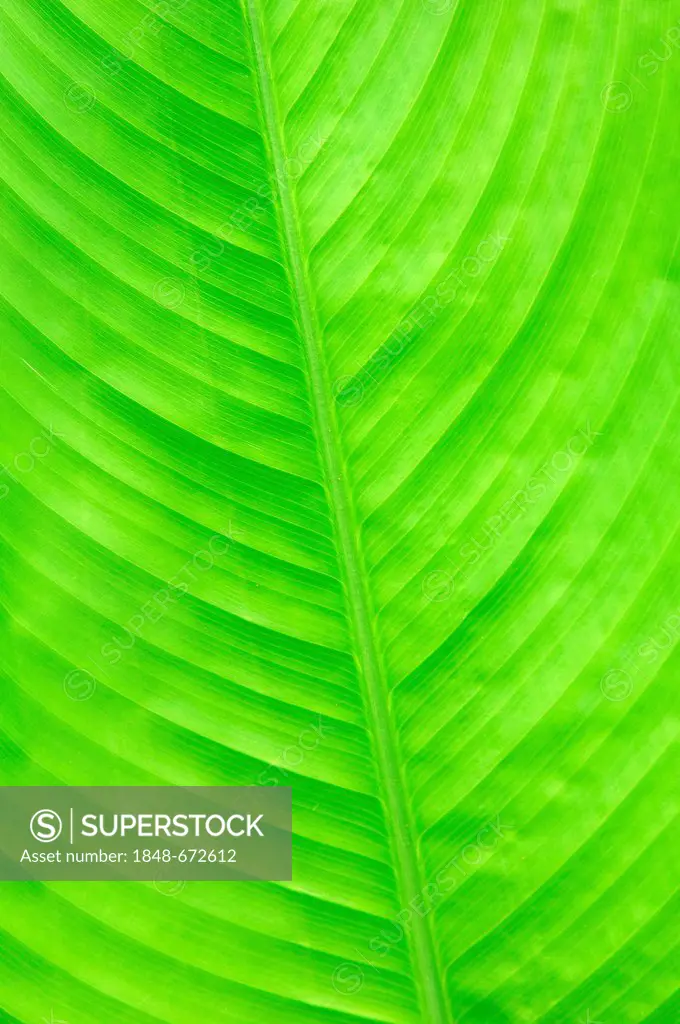 Alligator Flag or Fire Flag (Thalia geniculata), leaf detail, Florida, USA