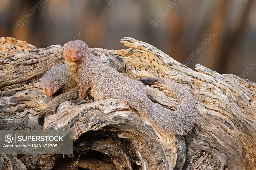 Ruddy Mongoose or Black-tailed mongoose (Herpestes smithii), female adult and young, on a tree trunk in Ranthambore National Park, Rajasthan, India, A...
