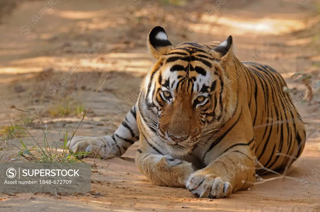 Male Tiger (Panthera tigris) in the dry deciduous habitat of Ranthambore Tiger Reserve, Ranthambore National Park, Rajasthan, India, Asia