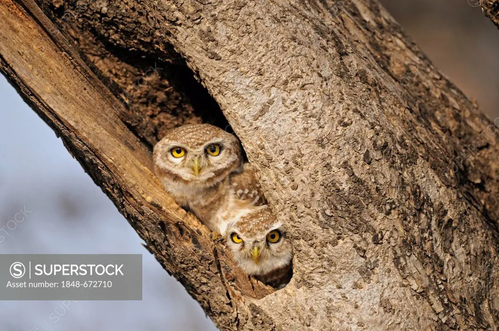 Two Spotted Owlets (Athene brama) staring from their tree hole in Ranthambore Tiger Reserve, Ranthambore National Park, Rajasthan, India, Asia