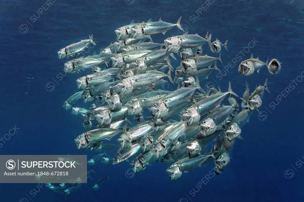 Shoal of Striped or Indian Makarels (Rastrelliger kanagurta), feeding on plancton with open mouths, Makadi Bay, Hurghada, Egypt, Red Sea, Africa