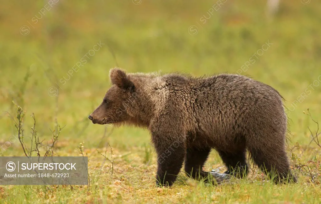 Brown bear (Ursus arctos), Finland, Europe