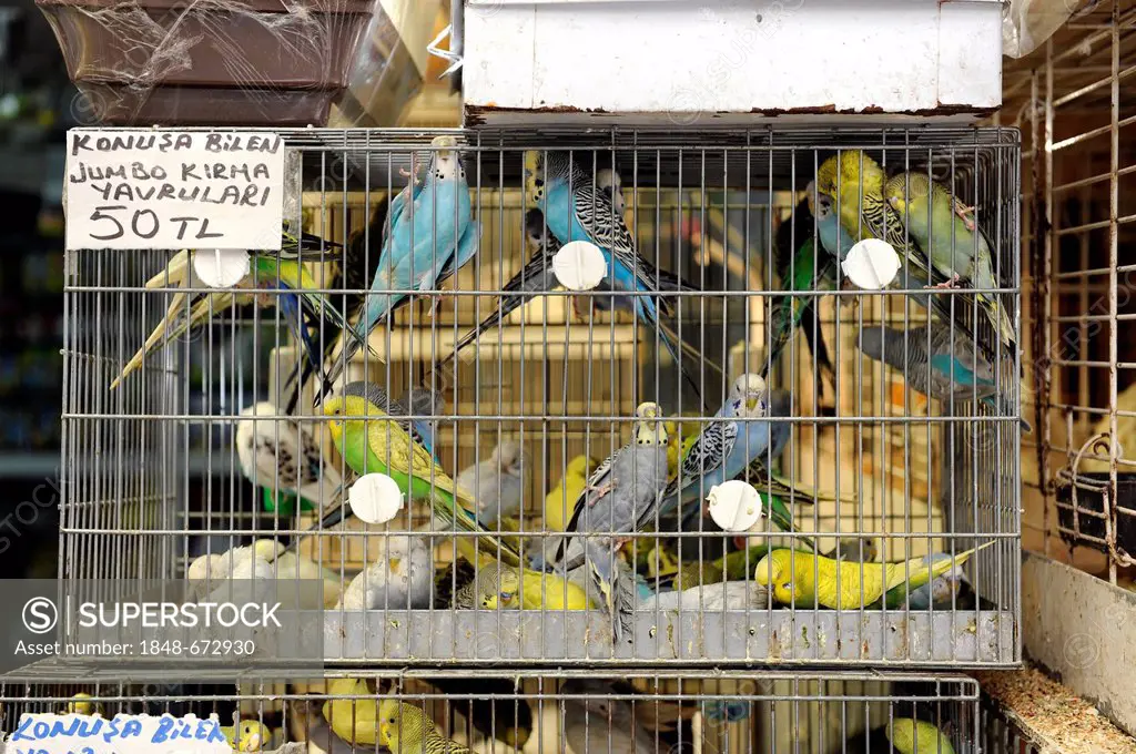 Budgies in a cage for sale on the animal market near the Egyptian Bazaar, Spice Bazaar, Misir Carsisi, Eminonu, Istanbul, Turkey