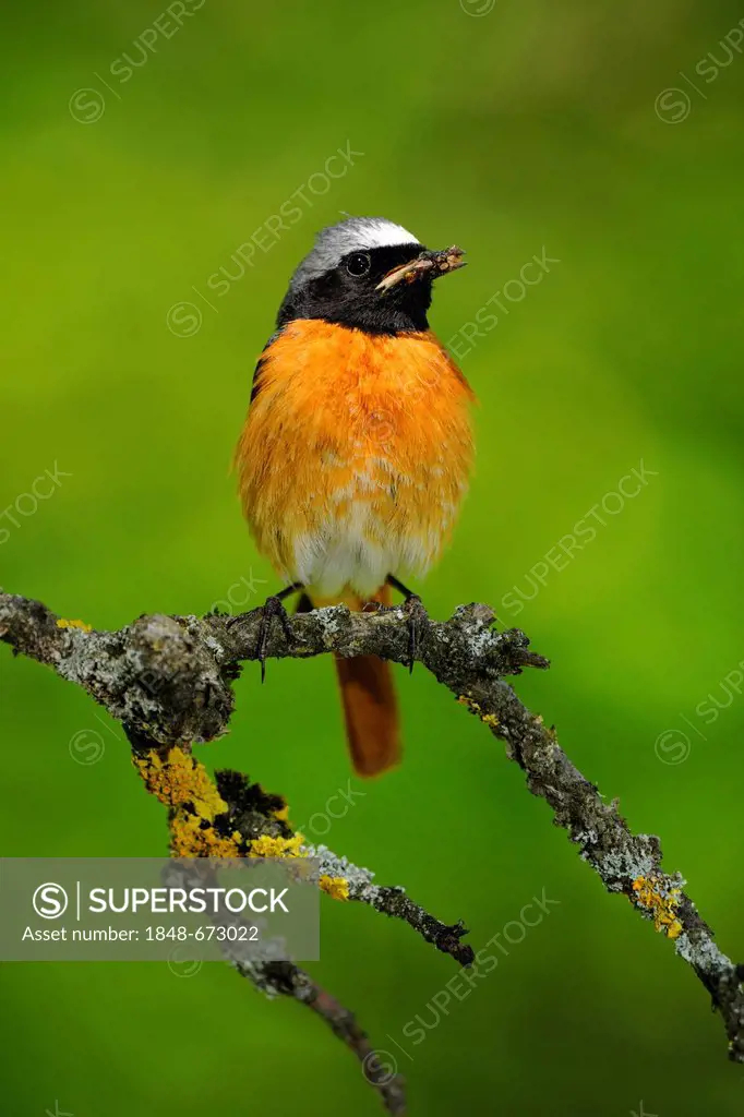 Common redstart (Phoenicurus phoenicurus), male perched on a twig, Swabian Alps Biosphere Reserve, a UNESCO Biosphere Reserve, Baden-Wuerttemberg, Ger...