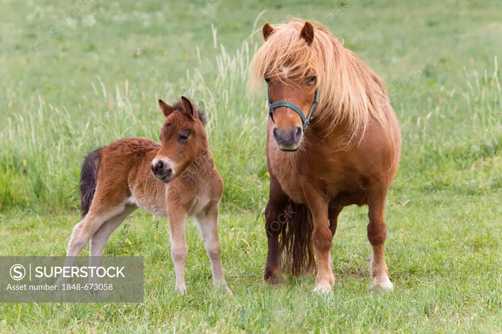 Shetland ponies (Equus ferus caballus), mare with a foal