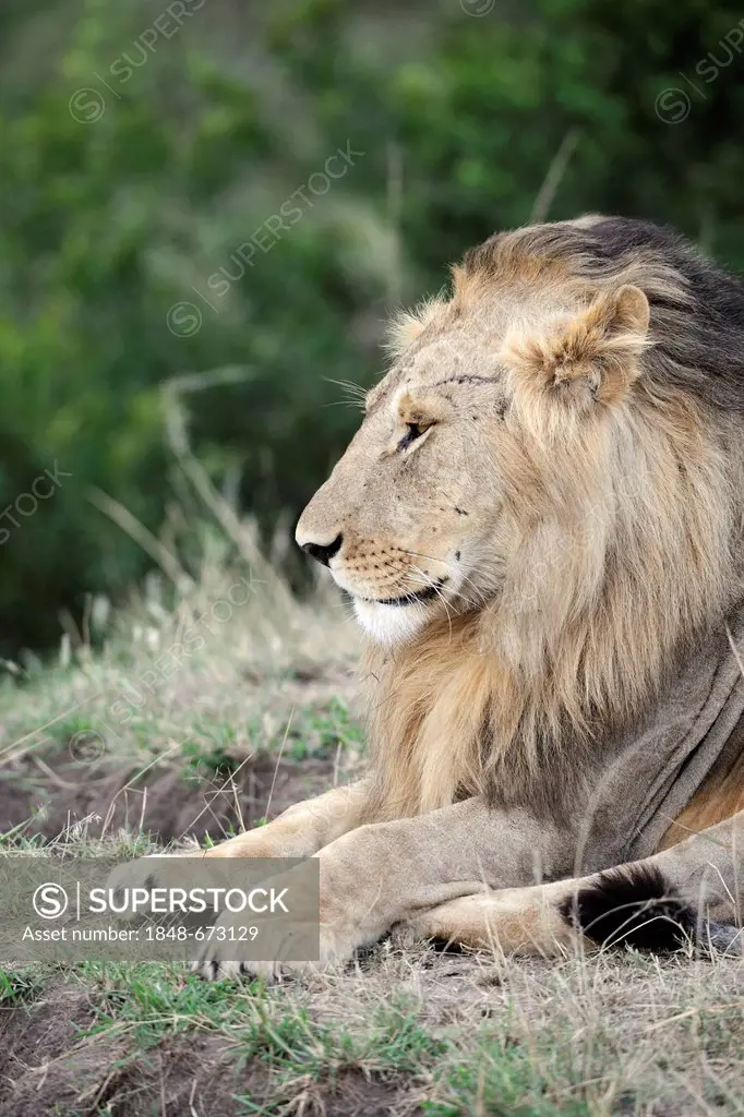 Lion (Panthera leo), adult male, portrait, Maasai Mara National Reserve, Kenya, East Africa, Africa
