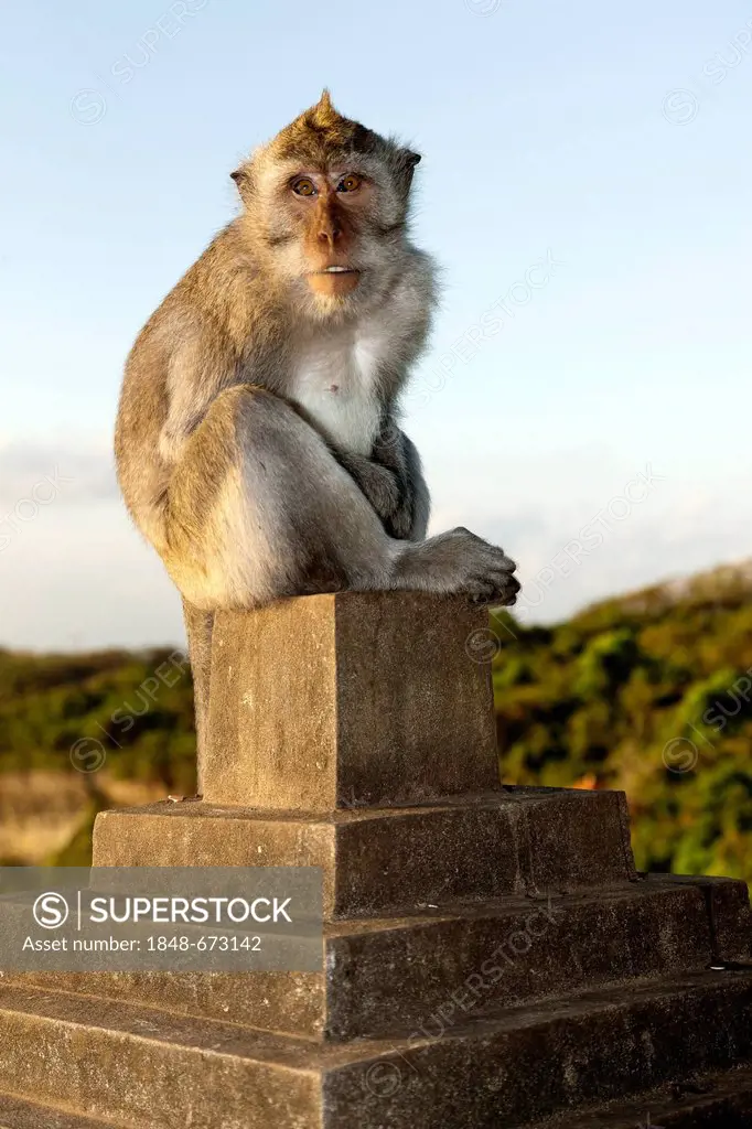 Monkey, macaque (Macaca), near the Pura Luhur Ulu Watu, Pura Luhur Sea Temple, southern Bali, Bali, Indonesia, Southeast Asia, Asia