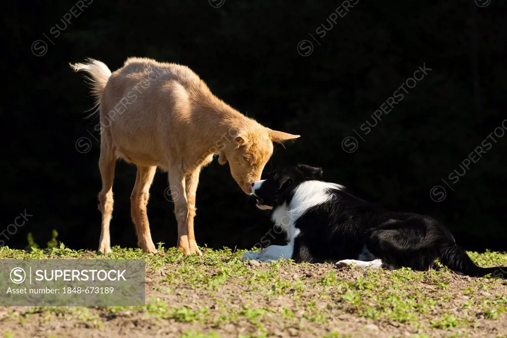 A border collie and a goat sniffing at each other, northern Tyrol, Austria, Europe