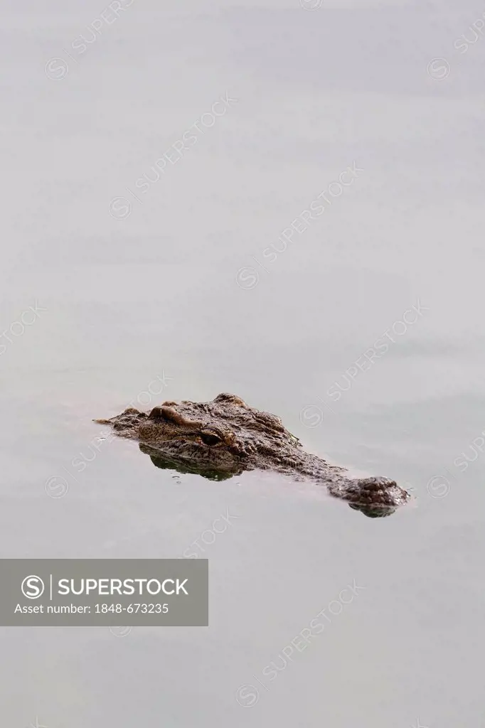 Nile crocodile (Crocodylus niloticus), Djerba Explore Park, Midoun, Djerba Island, Tunisia, Maghreb, North Africa, Africa