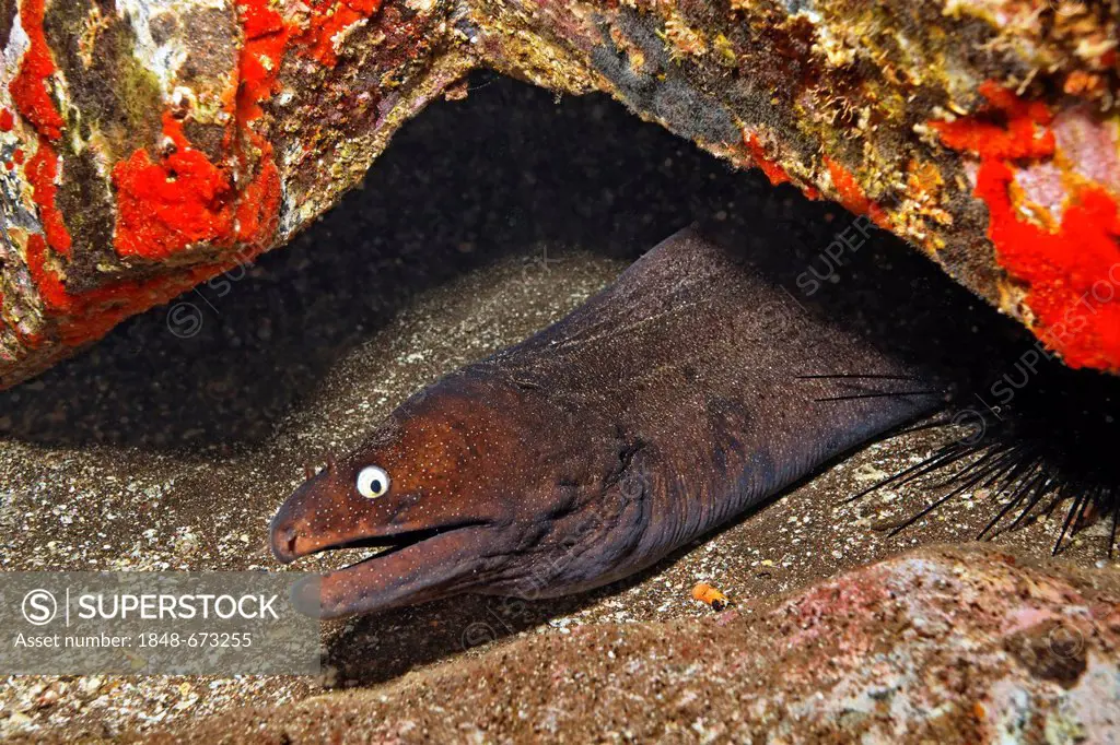 Dotted Moray Eel (Muraena augusti) in its hideaway, Madeira, Portugal, Europe, Atlantic Ocean