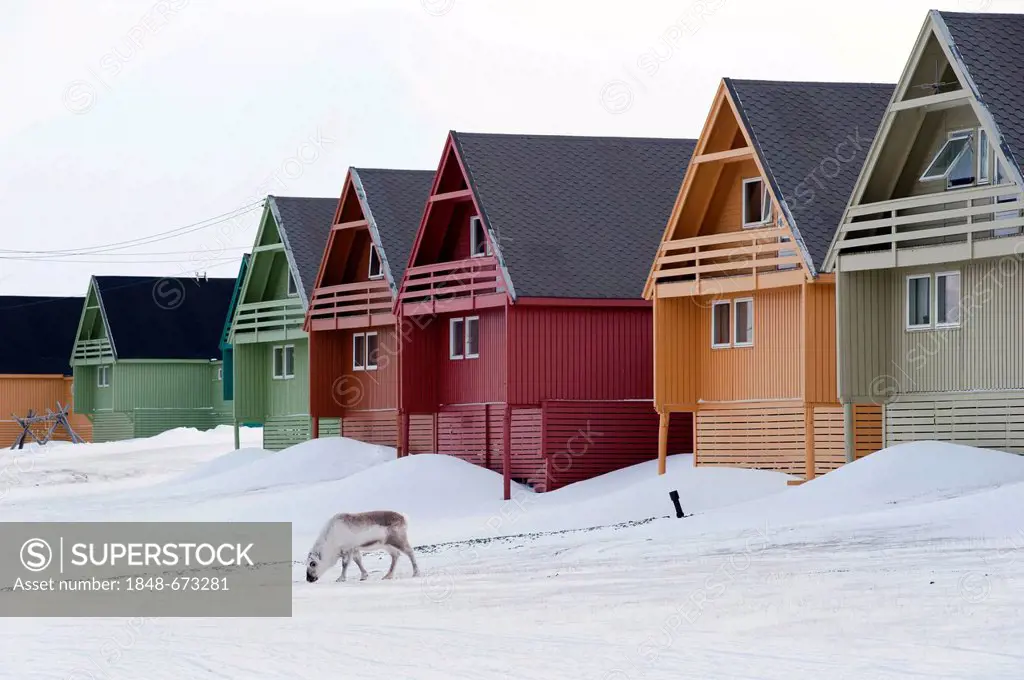 Svalbard Reindeer (Rangifer tarandus platyrhynchus) foraging for food in the snow in front of a row of colourful houses in the town of Longyearbyen, S...