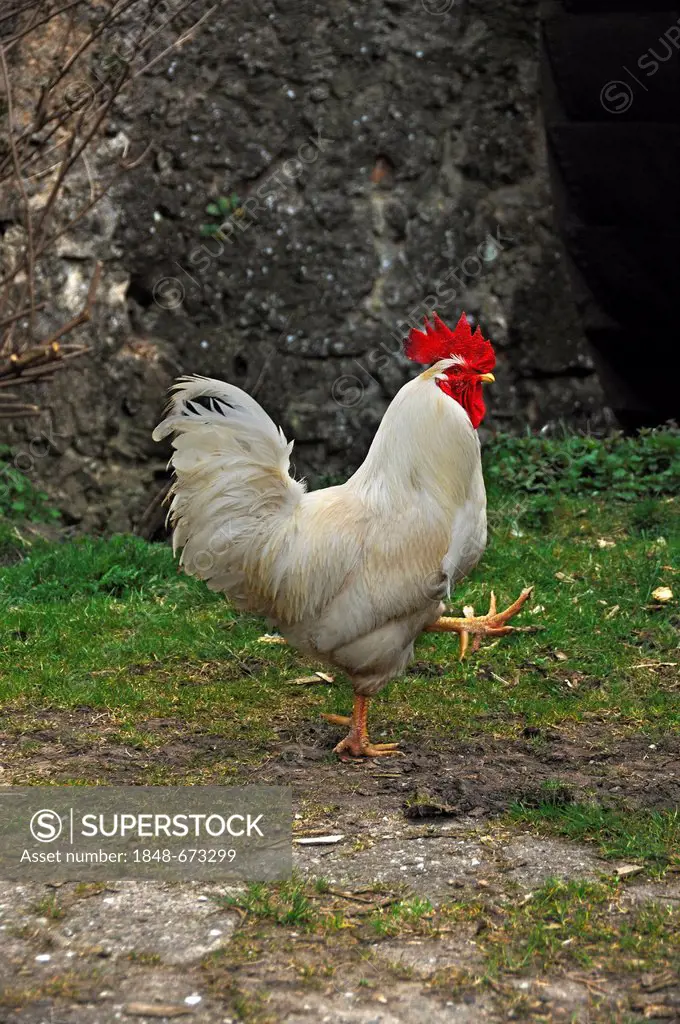 A white rooster (Gallus gallus domesticus), striding, Obertrubach, Upper Franconia, Bavaria, Germany, Europe