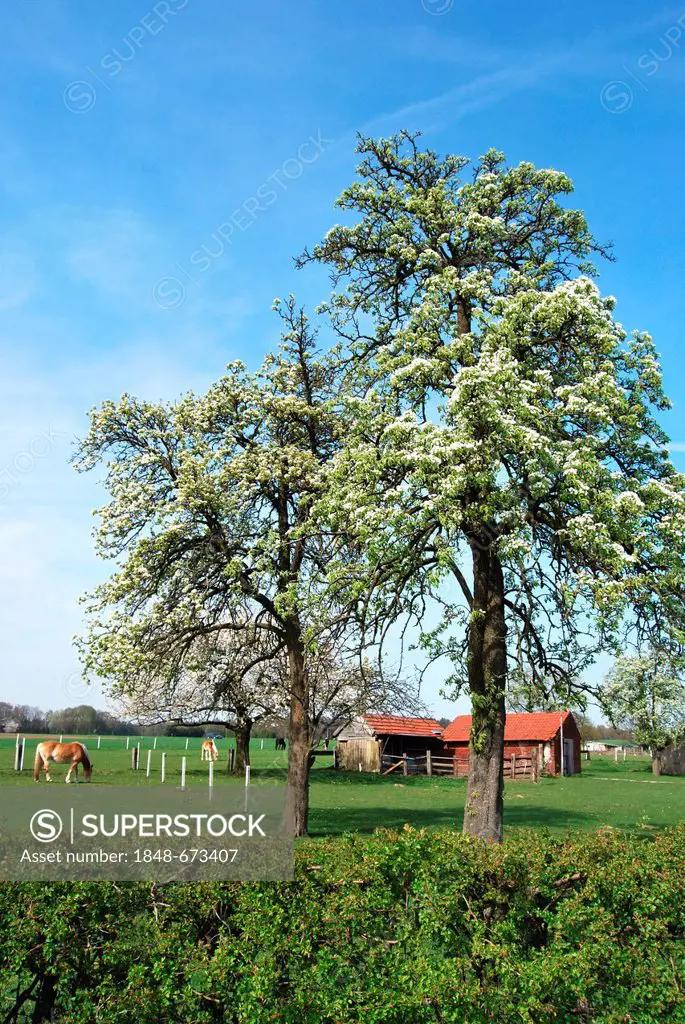Flowering fruit tree on paddock, Gross Reken, Reken, Hohe Mark, Muensterland region, North Rhine-Westphalia, Germany, Europe