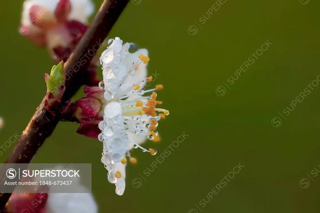 Flowering apricot (Prunus armeniaca)