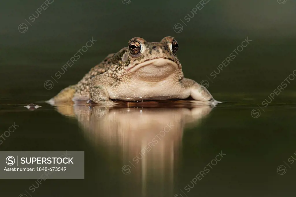 Texas Toad (Bufo speciosus), adult in pond, Laredo, Webb County, South Texas, USA, America