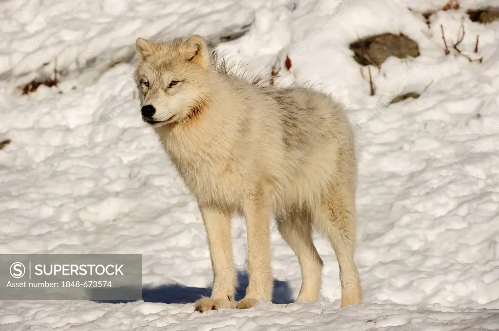 Arctic Wolf, Polar Wolf or White Wolf (Canis lupus arctos) standing in snow, Canada
