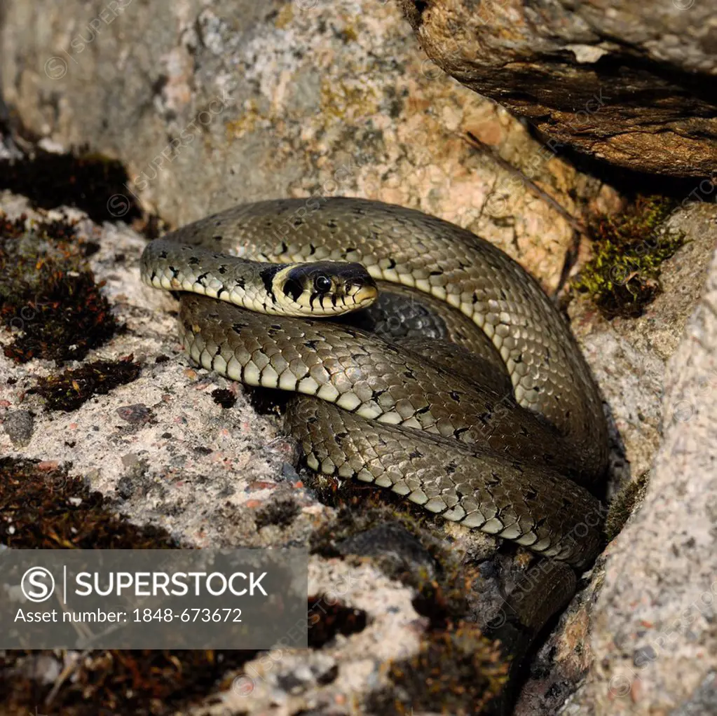 Grass Snake (Natrix natrix), Hornborgasjoen lake, Vaestergoetland, Sweden, Scandinavia, Europe