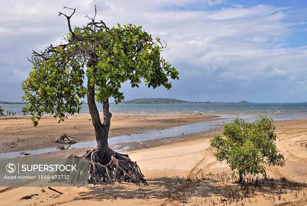 Mangrove trees (Rhizophora sp.), Big Mango picnic area at low tide, parts of the Whitsunday Islands at the back, Bowen, Queensland, Australia