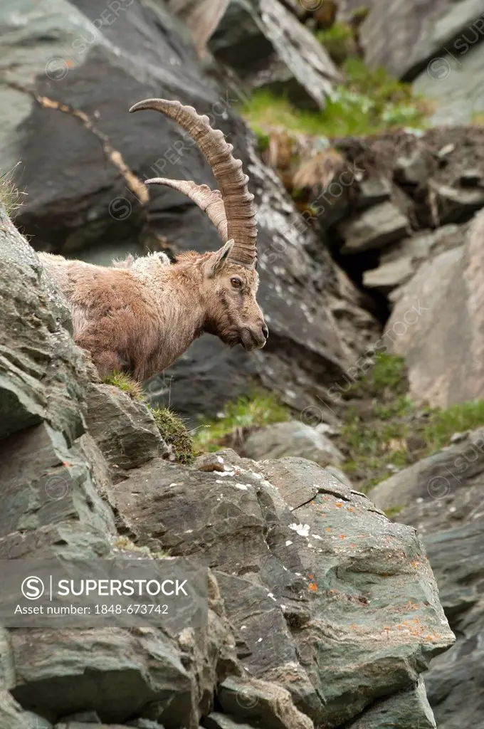 Alpine ibex (Capra ibex), male, Hohe Tauern National Park, Carinthia, Austria, Europe