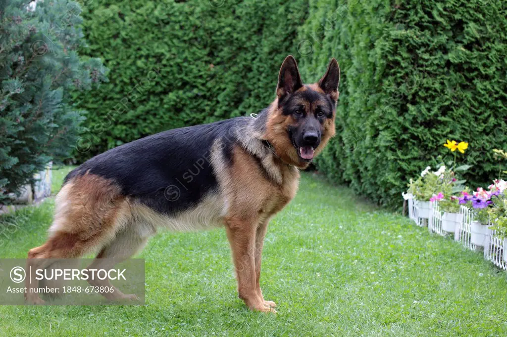 German Shepherd dog in a garden