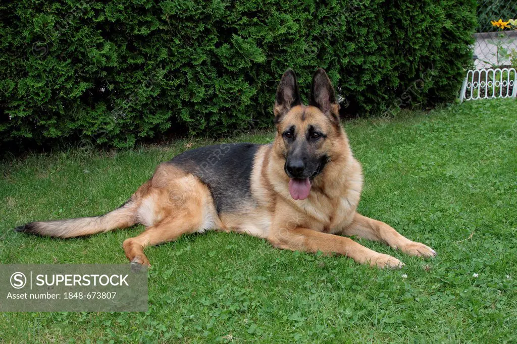 German Shepherd dog lying on the lawn in a garden