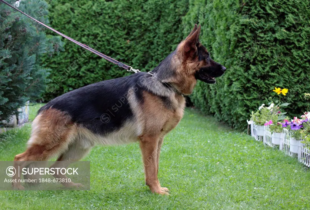 German Shepherd dog in a garden