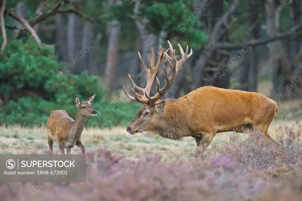 Red Deer (Cervus elaphus), stag and hind, Netherlands, Europe