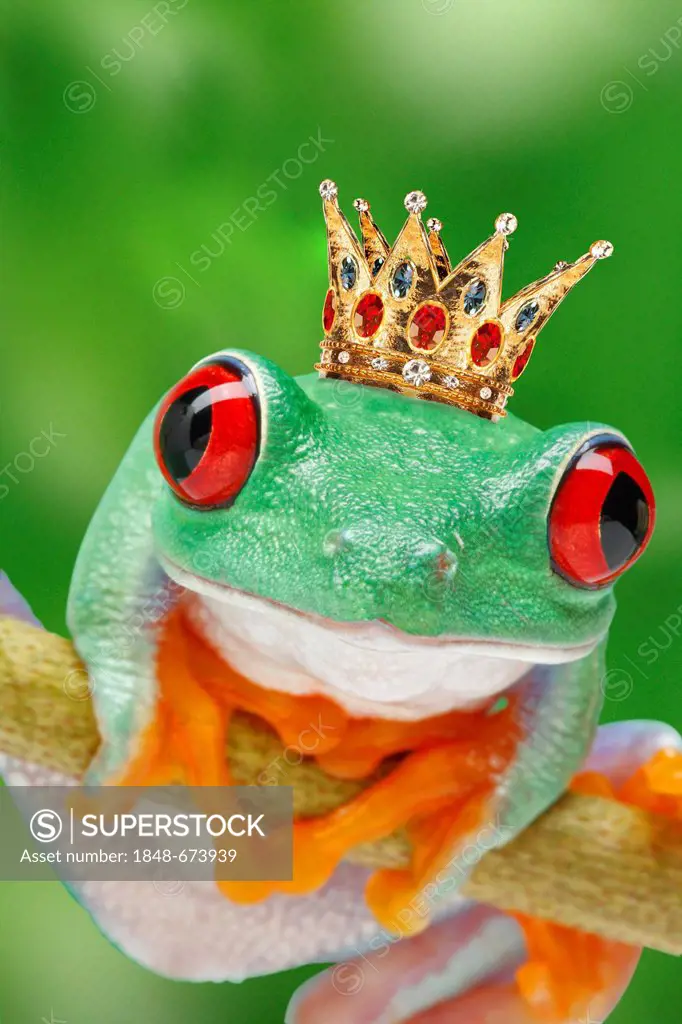 Frog waring a golden crown, illustration