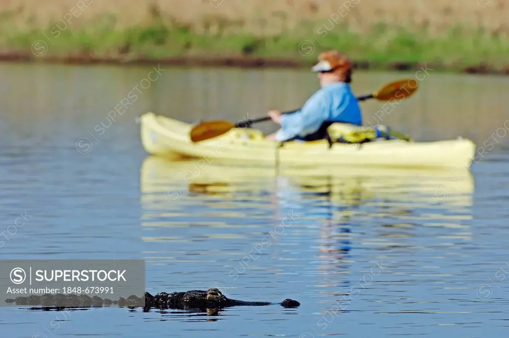American Alligator or Pike-headed Alligator (Alligator mississippiensis) and a canoeist, Myakka River State Park, Florida, USA