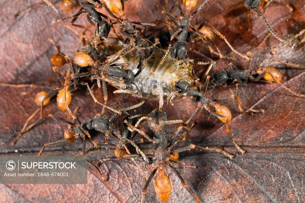 New World Army Ants (Eciton burchellii) with woodlouse, workers, rainforest, Braulio Carrillo National Park, Costa Rica, Central America