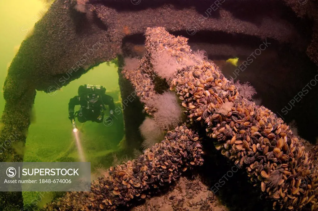 Diver at the shipwreck of the German transport vessel Salzburg, Black Sea, Ukraine, Eastern Europe