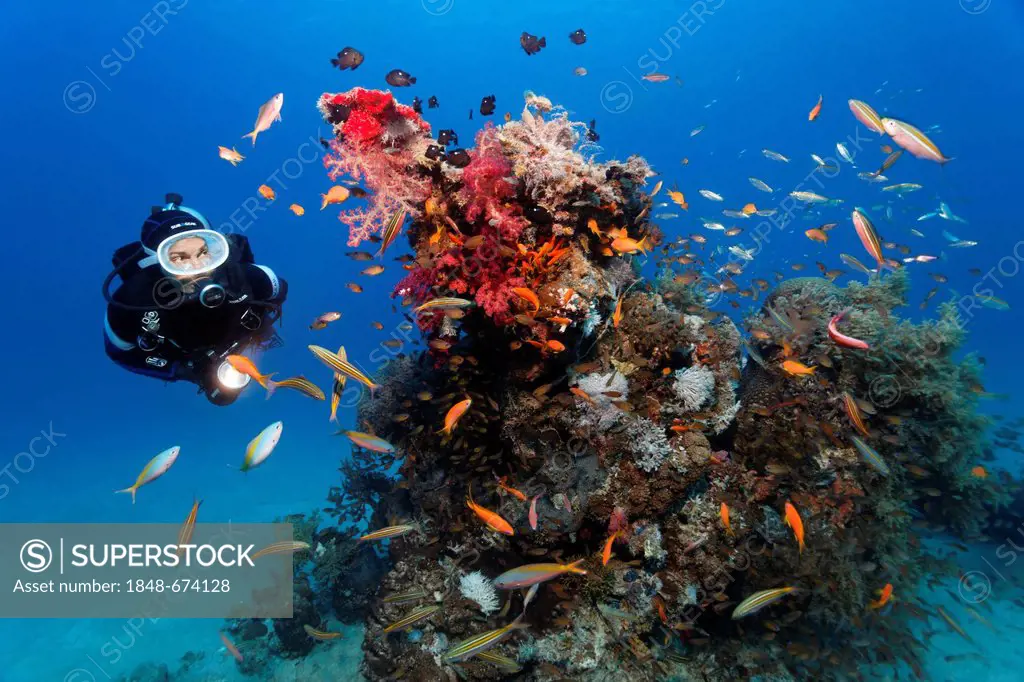 Diver watching many different fishes on a coral block, Makadi Bay, Hurghada, Egypt, Red Sea, Africa