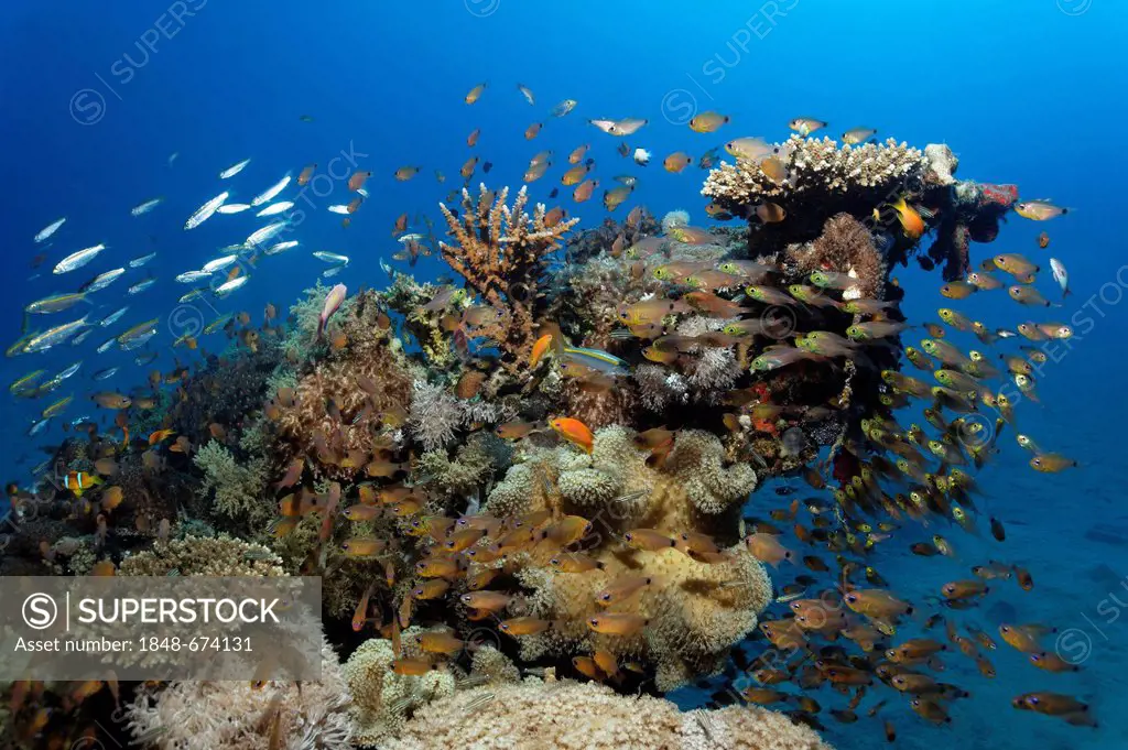 Coral block with many different fishes and corals, Makadi Bay, Hurghada, Egypt, Red Sea, Africa