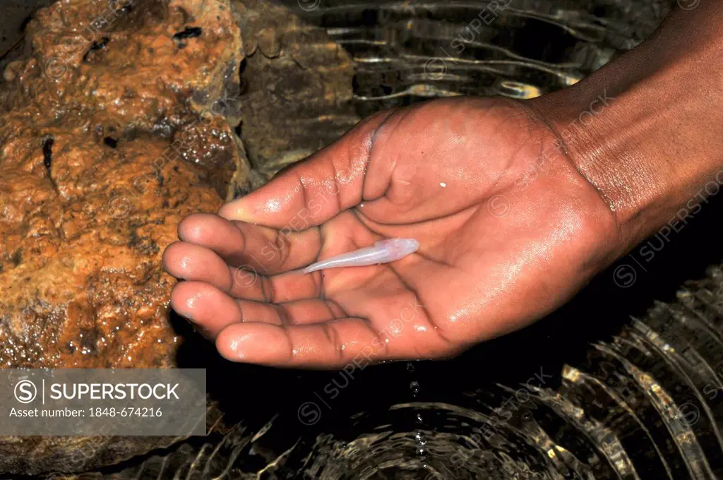 Hand holding a blind fish (Typhleotris madgascarensis) in the caves of Tsimanampetsota National Park in southwestern Madagascar, Africa, Indian Ocean