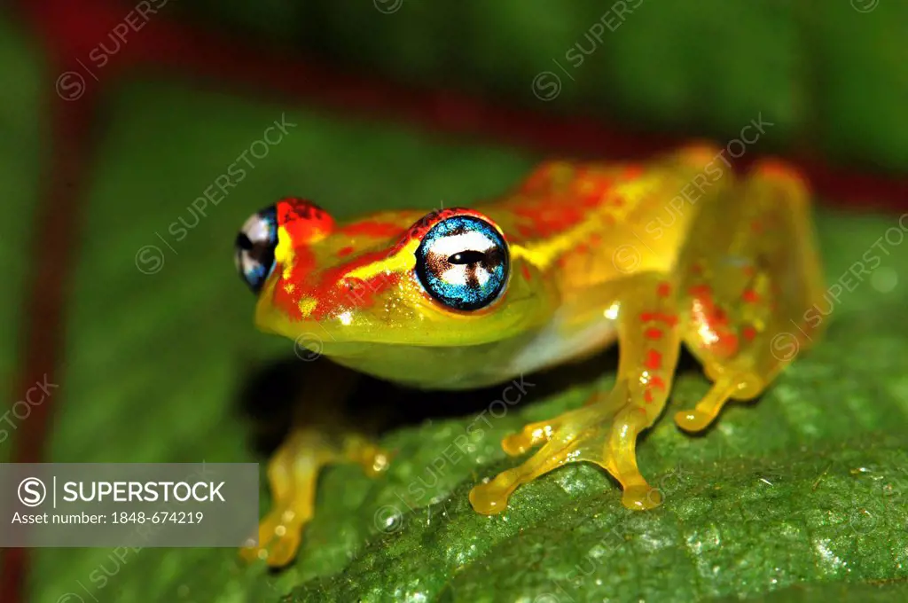 Skeleton frog (Boophis sp.) in the rain forests of Andasibe in eastern Madagascar, Africa, Indian Ocean