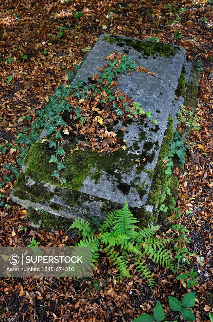 Alter Suedfriedhof cemetery, old grave stone with leaves, ivy and ferns, Munich, Bavaria, Germany, Europe