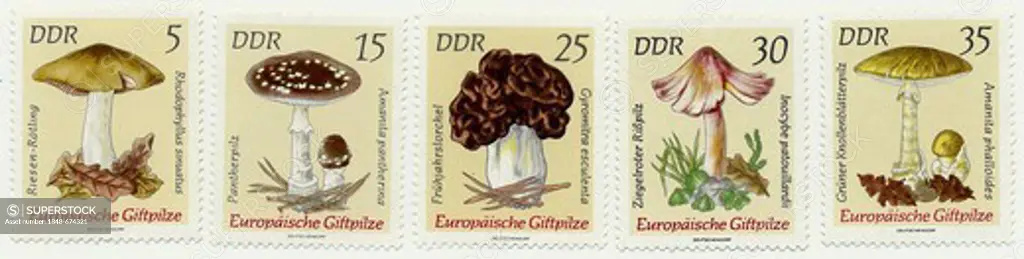 Stamps from the GDR, European toadstools, 1974
